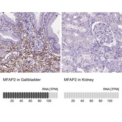 MAGP-1/MFAP2 Antibody, Novus Biologicals 0.1mL; Unlabeled:Antibodies, Polyclonal